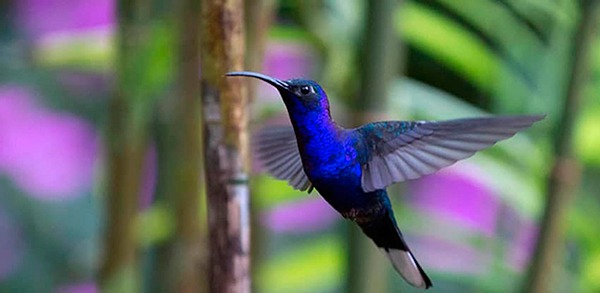 Peligran siete especies de colibríes en México Fusilerías