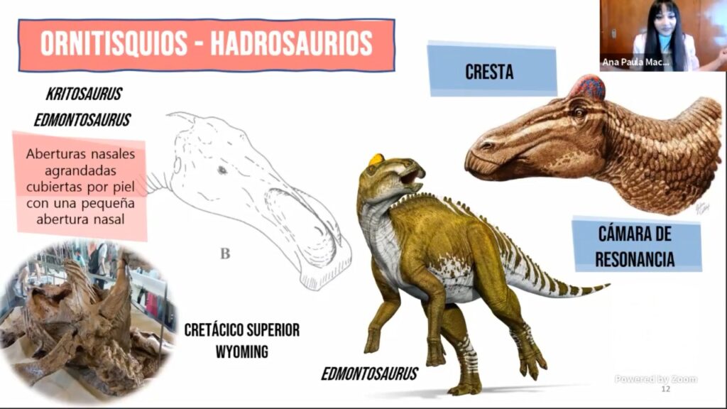 Dinosaurios se apareaban igual que los gatos 6 dinosaurios