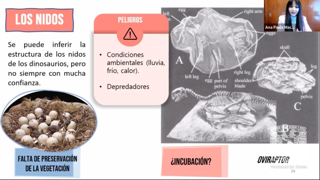 Dinosaurios se apareaban igual que los gatos 7 dinosaurios