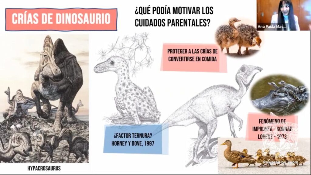 Dinosaurios se apareaban igual que los gatos 8 dinosaurios