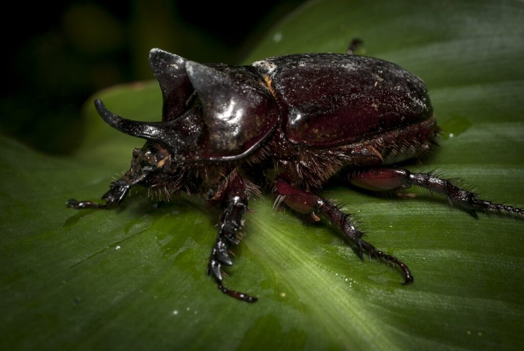 Escarabajos, gemas con alas 14 escarabajo