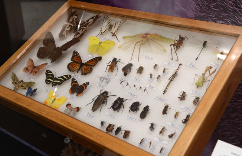 Respiración Subrayar regimiento El Instituto de Biología exhibe su colección de insectos - Fusilerías
