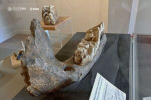 Exposición del INAH explica la recuperación y el estudio de fósiles 8 Mastodonte americano Rama mandibular izquierda Foto Melitón Tapia INAH