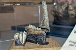 Exposición del INAH explica la recuperación y el estudio de fósiles 7 molar de gonfoterio datado en el Plioceno tardío Foto Melitón Tapia INAH