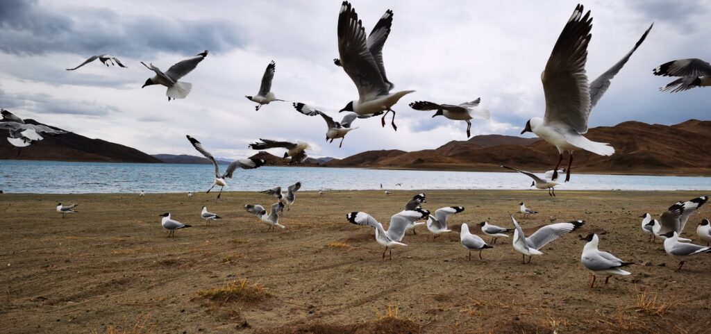 La gaviota centroasiática o gaviota hindú es una de las aves que se pueden encontrar en el lago.