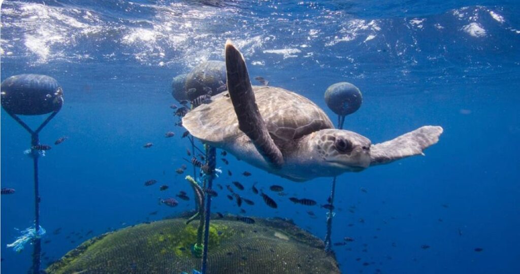 Tres especies de tortuga marina, en peligro de extinción 6 Hay tres especies bajo amenaza de extinción. Foto: Greenpeace.