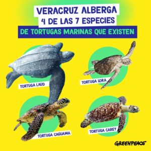 Tres especies de tortuga marina, en peligro de extinción 7 Infografía: Greenpeace.