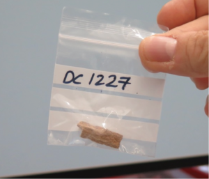 Cambio climático orquestó romance entre neandertales y denisovanos 6 Photo of the remaining Denisova 11 (Denny) bone fragment from Denisova Cave in Russia, that comes from a daughter to a Neanderthal mother and a Denisovan father. (Photo credit: Katerina Douka, Tom Higham).