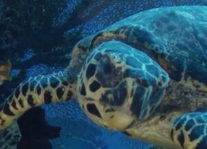 En “peligro crítico”, tres de siete especies de tortugas marinas 6 Tres especies afrontan “peligro crítico”. Foto: WWF.