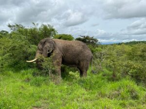WWF: avanza en Ginebra protección a tigres, tiburones y elefantes 6 Avanza en Ginebra la protección de tigres, tiburones, y elefantes , evaluó el Fondo Mundial para la Naturaleza (WWF).