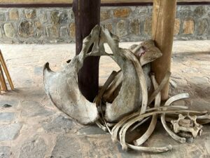 WWF: avanza en Ginebra protección a tigres, tiburones y elefantes 7 Avanza en Ginebra la protección de tigres, tiburones, y elefantes , evaluó el Fondo Mundial para la Naturaleza (WWF).