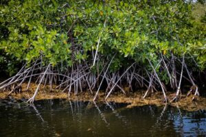 Google y WWF lanzan ManglarIA en Nayarit y Yucatán 6 Google y el Fondo Mundial para la Naturaleza (WWF) presentaron en México el proyecto ManglarIA para recolectar, analizar y sistematizar datos a gran escala que permitirán entender mejor cómo conservar, manejar y restaurar los manglares