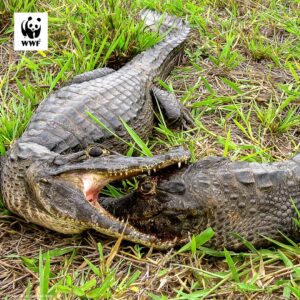 Google y WWF lanzan ManglarIA en Nayarit y Yucatán 7 Google y el Fondo Mundial para la Naturaleza (WWF) presentaron en México el proyecto ManglarIA para recolectar, analizar y sistematizar datos a gran escala que permitirán entender mejor cómo conservar, manejar y restaurar los manglares