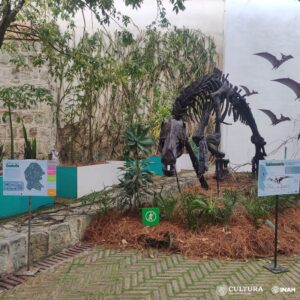 El Sabinosaurio visita Oaxaca 6 El Sabinosaurio, reproducción a escala natural de un fósil de dinosaurio herbívoro conocido como pico de pato, que vivió entre 83 y 70 millones de años