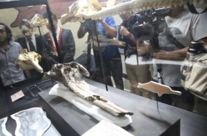 Un grupo de investigadores descubrió en la región peruana de Loreto (noreste) un cráneo del delfín de río "más grande de la historia", 