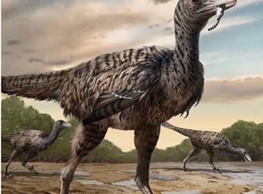 Una serie con las cinco huellas de dinosaurios raptores "más grandes jamás encontradas", que datan de hace unos 90 millones de años fue identificada en Fujian, China