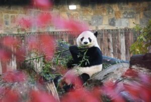 Zoológico Nacional de Washington recibirá dos pandas gigantes de China a fines de año