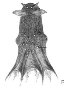 Identifican segunda especie de calamar vampiro en mar de China 7 Científicos chinos identificaron a la segunda especie de calamar vampiro (Vampyroteuthis), recolectada en el mar de China Meridional