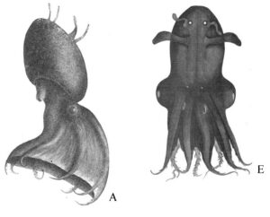 Identifican segunda especie de calamar vampiro en mar de China 6 Científicos chinos identificaron a la segunda especie de calamar vampiro (Vampyroteuthis), recolectada en el mar de China Meridional