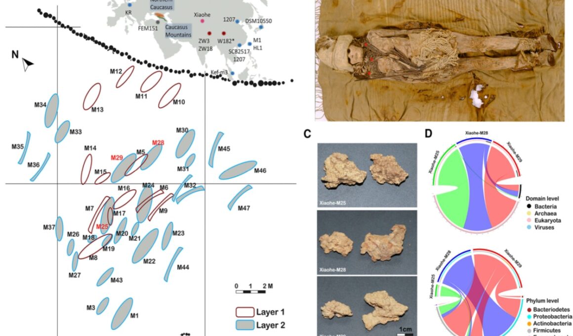 Queso de tumbas de momias revela secretos de fermentación antigua