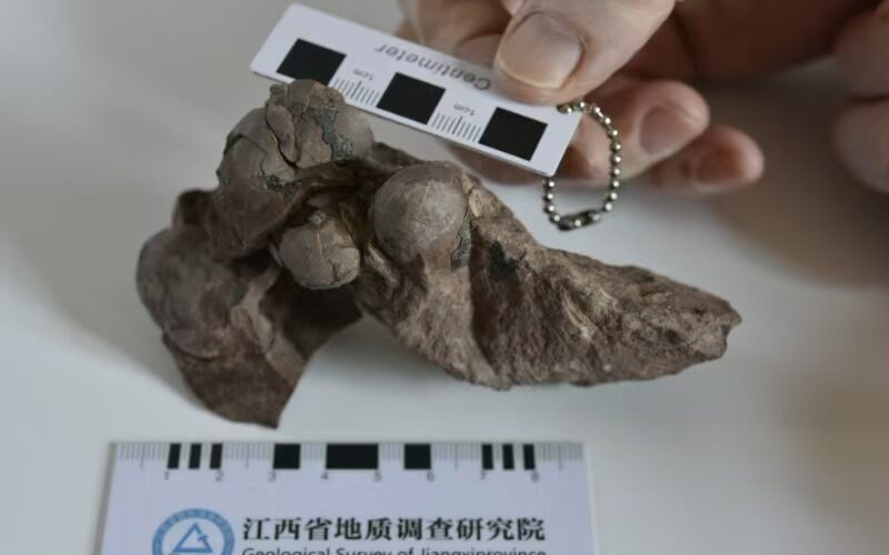 Investigadores chinos descubrieron un nuevo tipo de fósil de huevos de dinosaurio en la provincia oriental china de Jiangxi