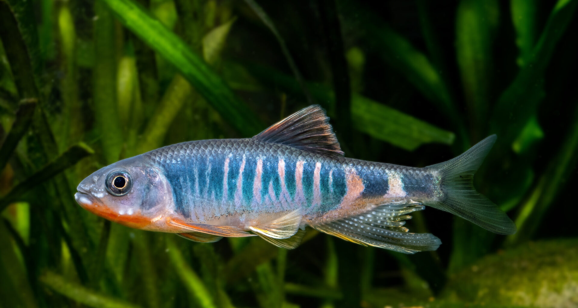 Descubren al "Opsariichthys iridescens", nueva especie de pez en este de China