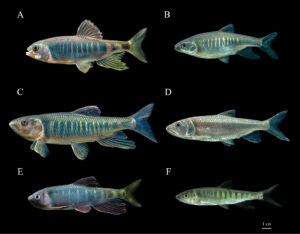 Descubren al "Opsariichthys iridescens", nueva especie de pez en este de China 6 Investigadores chinos descubrieron una nueva especie de pez, Opsariichthys iridescens, en el este de China, que presenta hermosos colores.