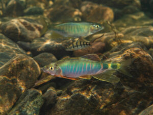Descubren al "Opsariichthys iridescens", nueva especie de pez en este de China 7 Investigadores chinos descubrieron una nueva especie de pez, Opsariichthys iridescens, en el este de China, que presenta hermosos colores.
