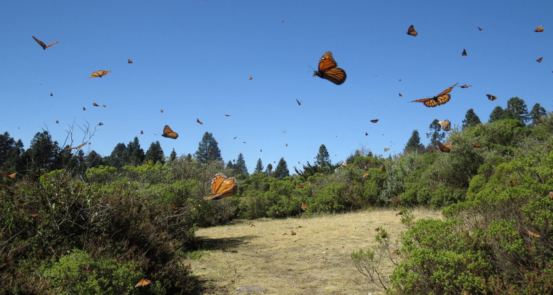 Michigan Chapingo mariposa monarca ecología bosques