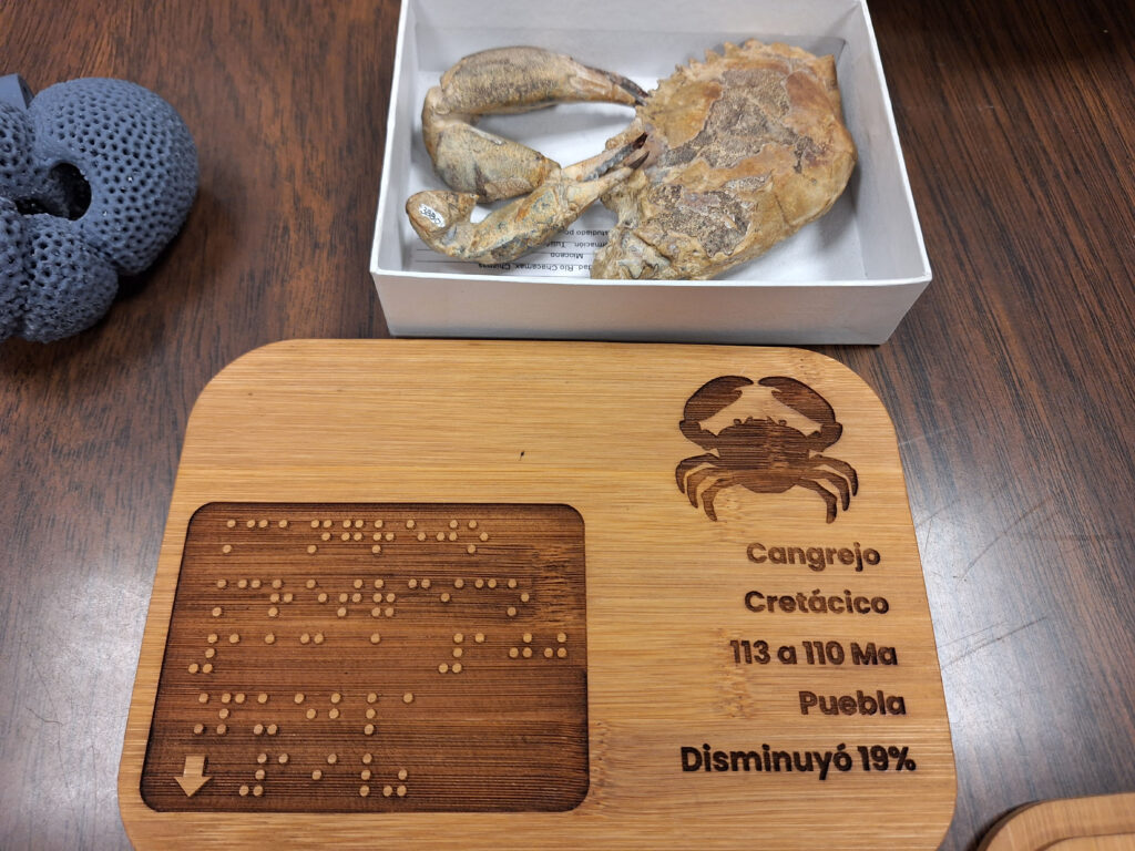 Dedican ‘Patrimonio fósil nacional’ a personas con debilidad visual 8 Patrimonio fósil nacional instituto geología braile