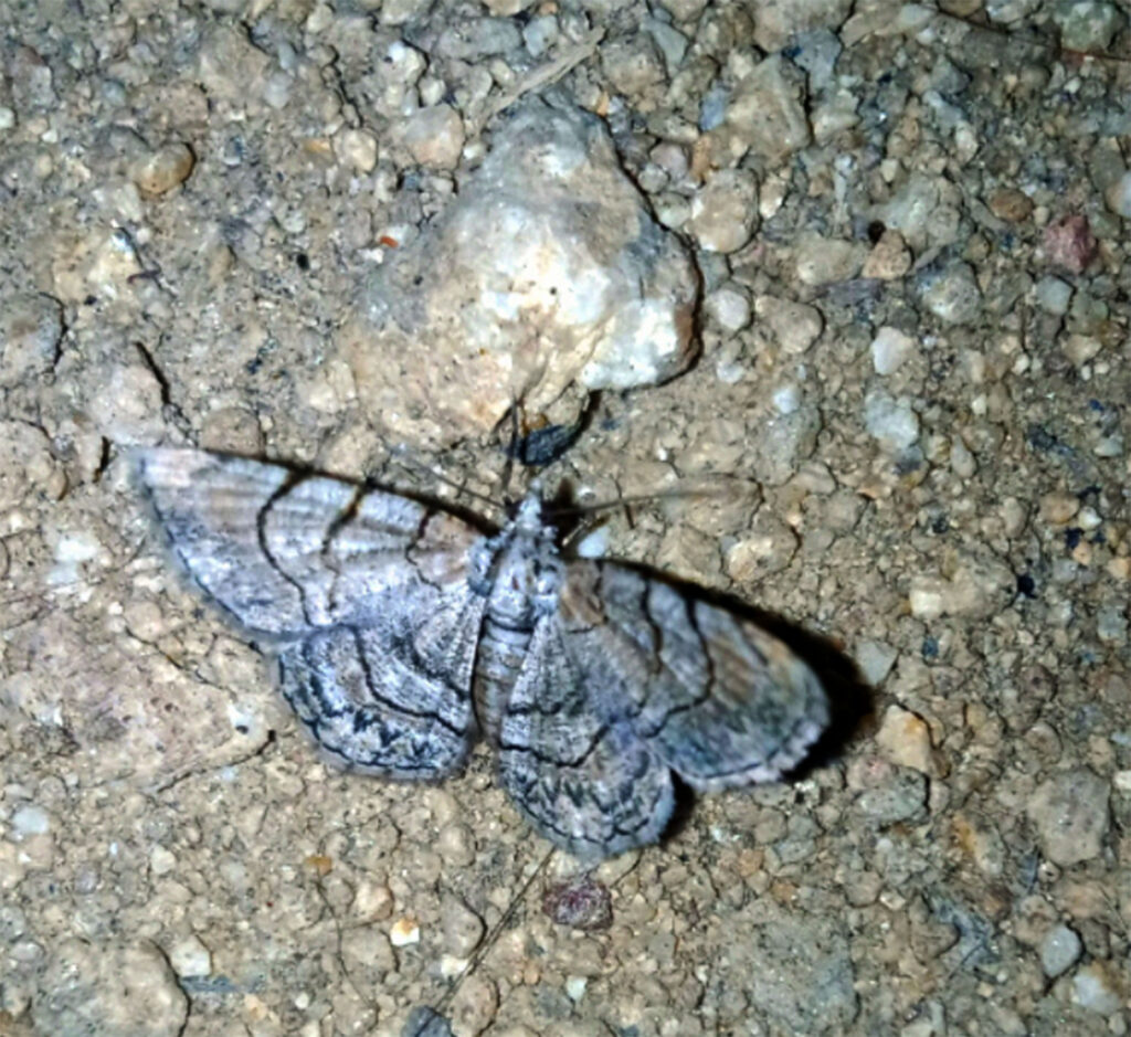 ‘Ofelia’, la polilla descubierta por bióloga de la UNAM 8 Polilla Ofelia jaliscana Garzón Orduña insecto unam