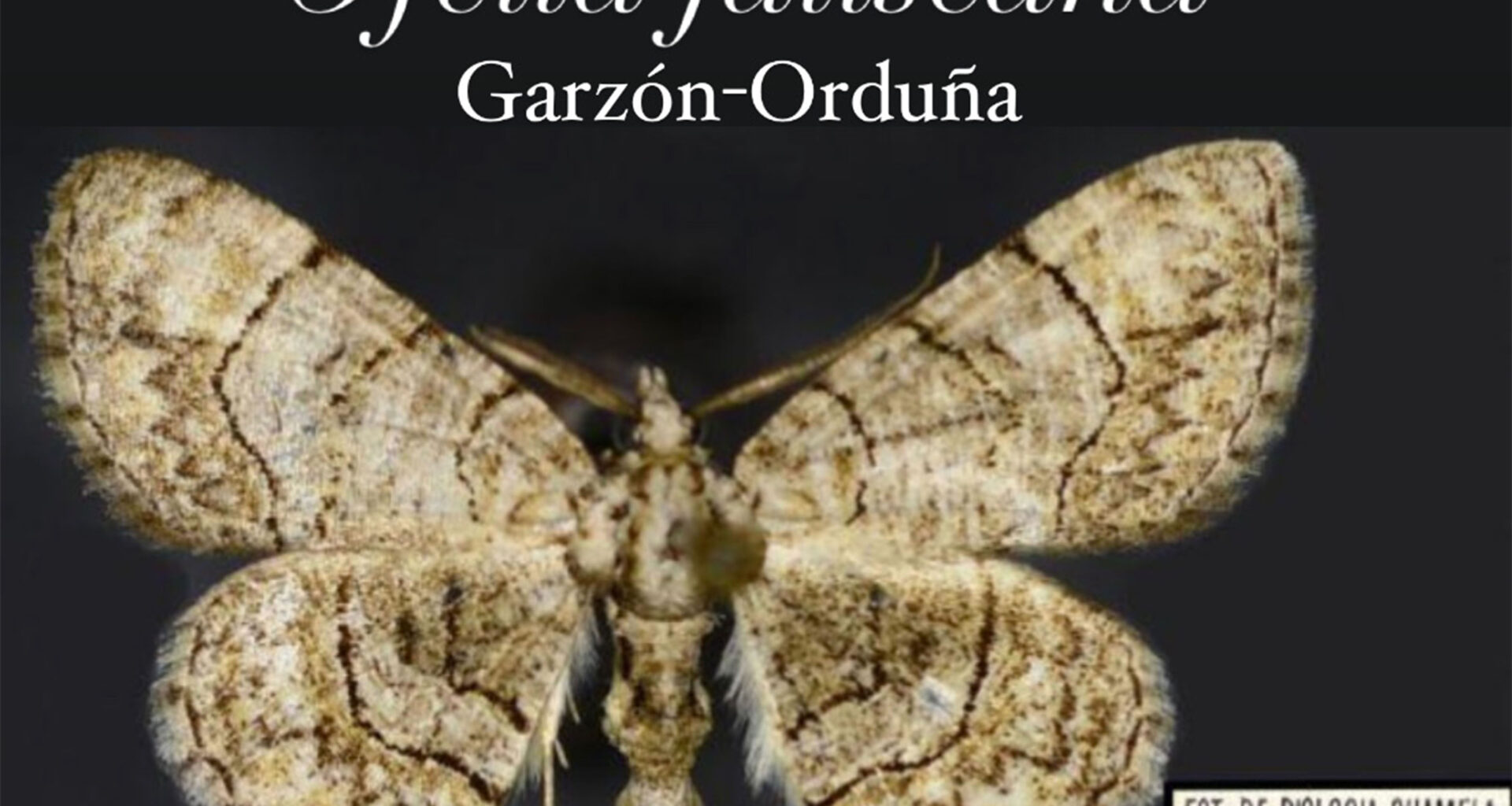 Polilla Ofelia jaliscana Garzón Orduña insecto unam