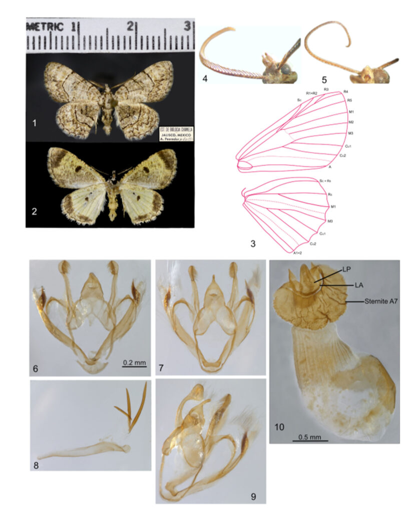 ‘Ofelia’, la polilla descubierta por bióloga de la UNAM 7 Polilla Ofelia jaliscana Garzón Orduña insecto unam