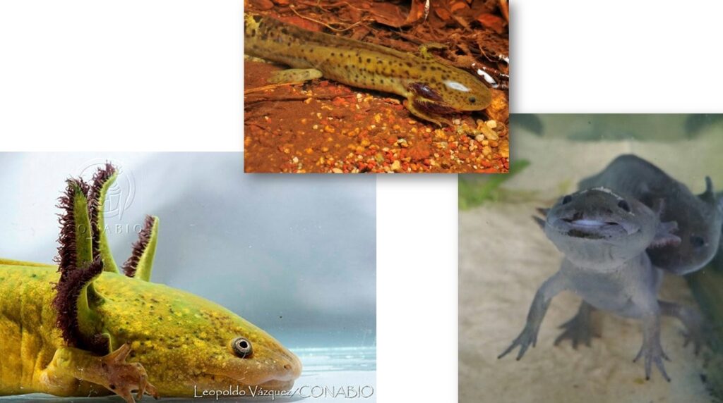 'Atlanchana' recupera 49 versiones de la leyenda de la mujer serpiente 8 Atlanchana Metepec mujer-serpiente chichimeca inah