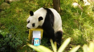Panda gigante xin xin Zoológico Chapultepec china