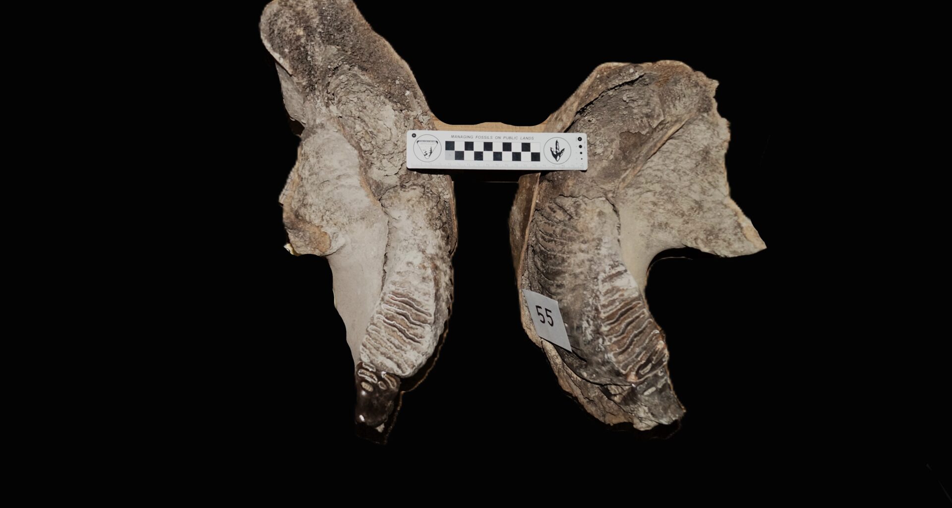 bebés mamuts Colombino Instituto Geología UNAM inah