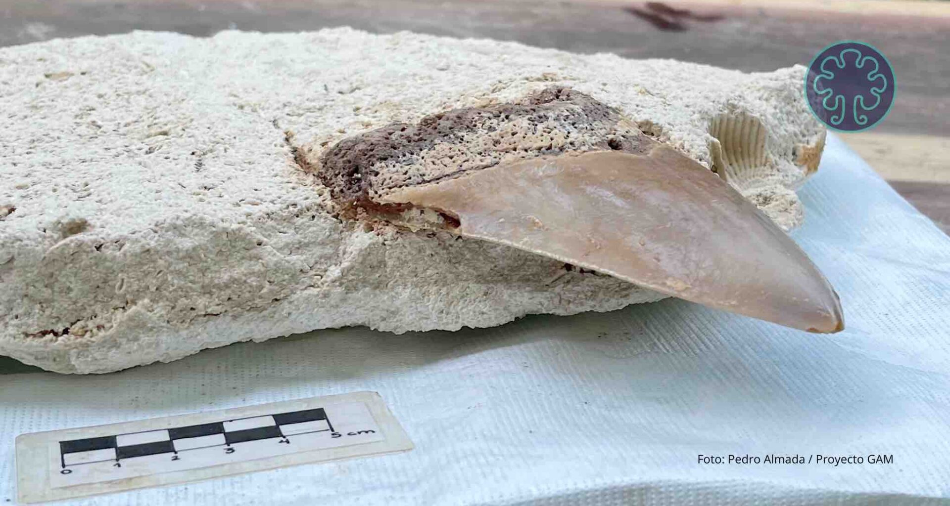 Colmillos megalodon tiburón otodus cenote maya inah