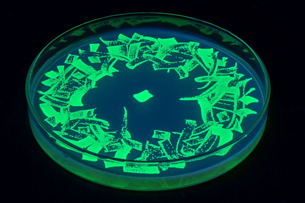 Said Dokins hace instalación viva con microbiota de asistentes 7 Said Dokins Bio res critura Laboratorio Art Alameda