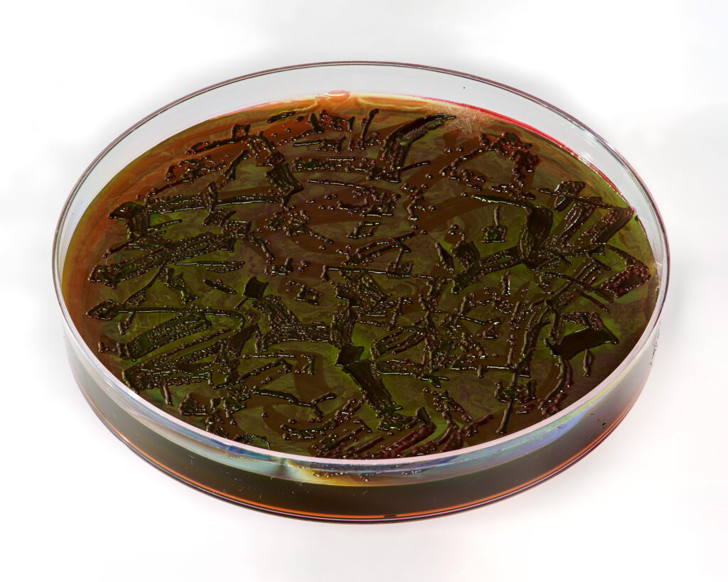 Said Dokins hace instalación viva con microbiota de asistentes 6 Said Dokins Bio res critura Laboratorio Art Alameda