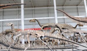 Réplicas de esqueletos de dinosaurios en Zhucheng, en la provincia oriental china de Shandong. Foto: Fan Channguo/Xinhua.