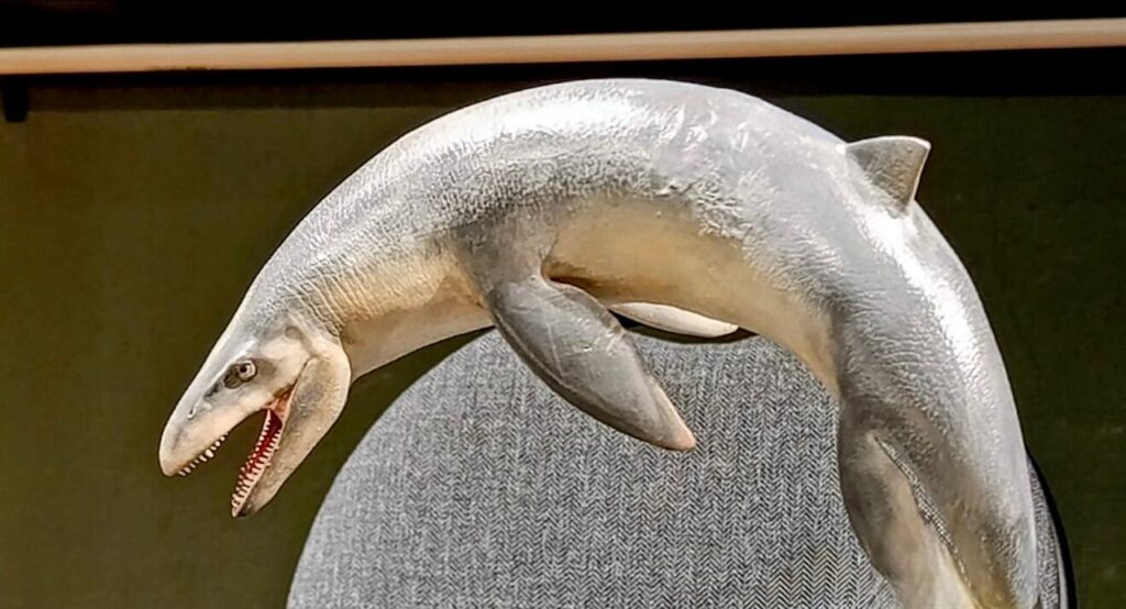Un mosasaurio emerge de la sierra de Nuevo León 6 Fosil de mosasaurio emerge de sierra de Nuevo León