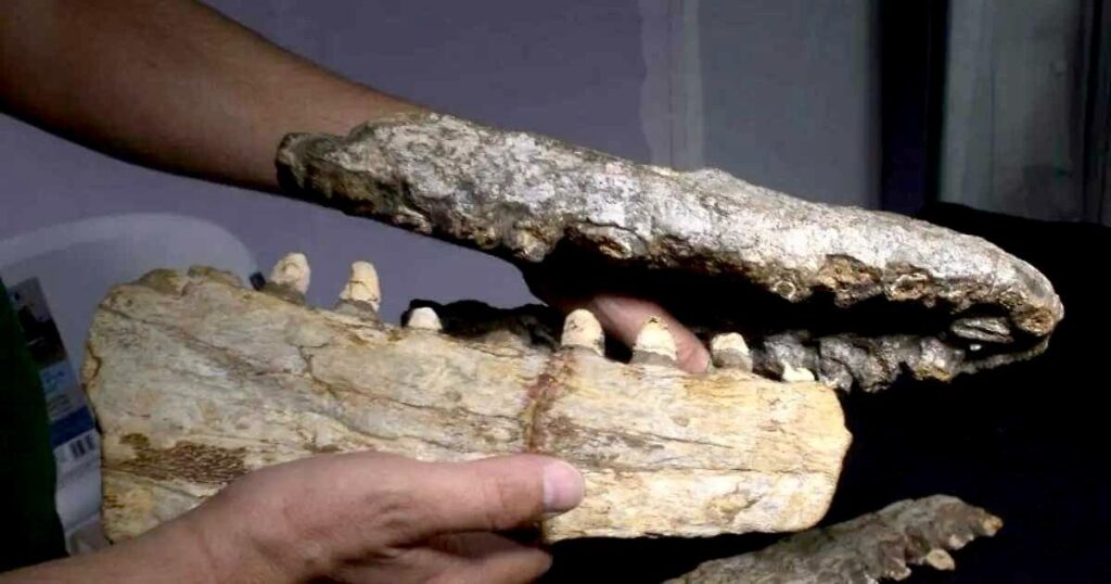 Un mosasaurio emerge de la sierra de Nuevo León 8 Fosil de mosasaurio emerge de sierra de Nuevo León