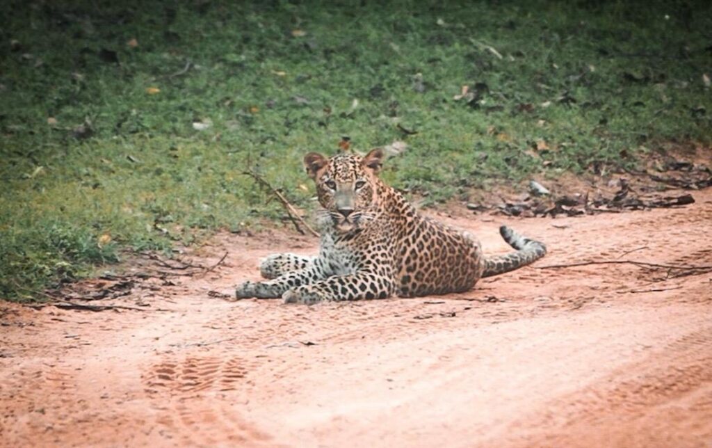 De viaje por Sri Lanka, de la A a la Z (Parte III y última) 10 De viaje por Sri Lanka