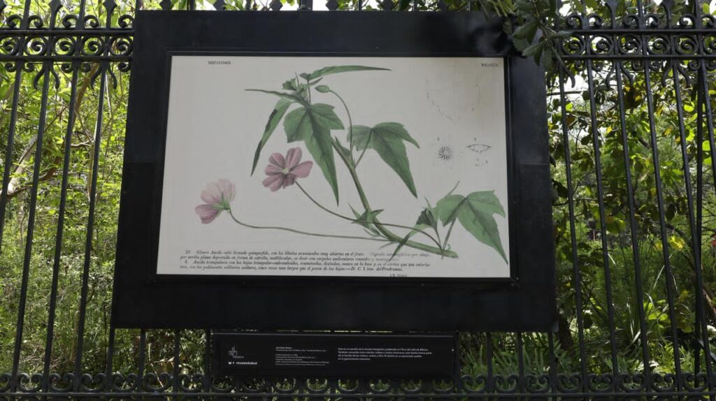 'El Jardín de Velasco' revisa su labor como científico, botánico y naturalista 7 El Jardín de Velasco revisa su labor como botánico