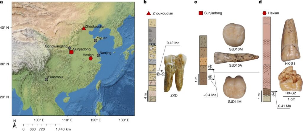 Hallan pruebas de apareamiento entre 'Homo erectus' y denisovanos 7 Hubo apareamiento entre "Homo erectus" y denisovanos