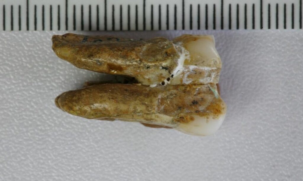 Hallan pruebas de apareamiento entre 'Homo erectus' y denisovanos 8 Hubo apareamiento entre "Homo erectus" y denisovanos
