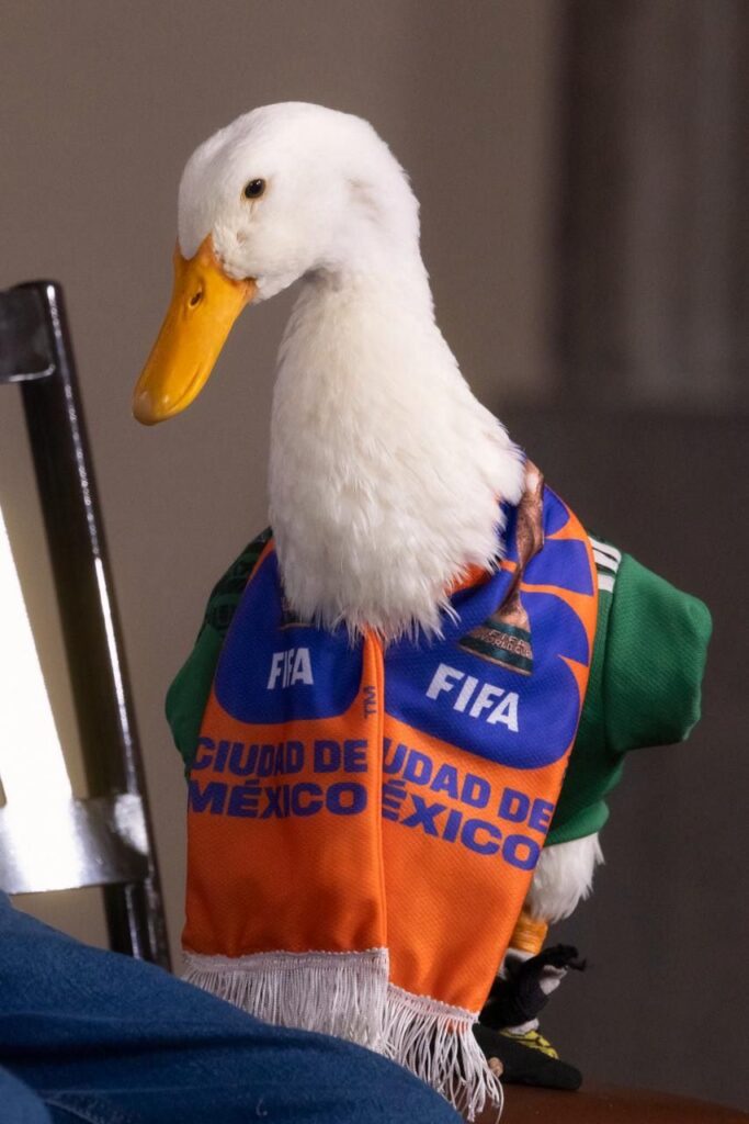 Merlín y la imposibilidad de hacerse pato 8 Hipatia: Merlín y la imposibilidad de hacerse pato
