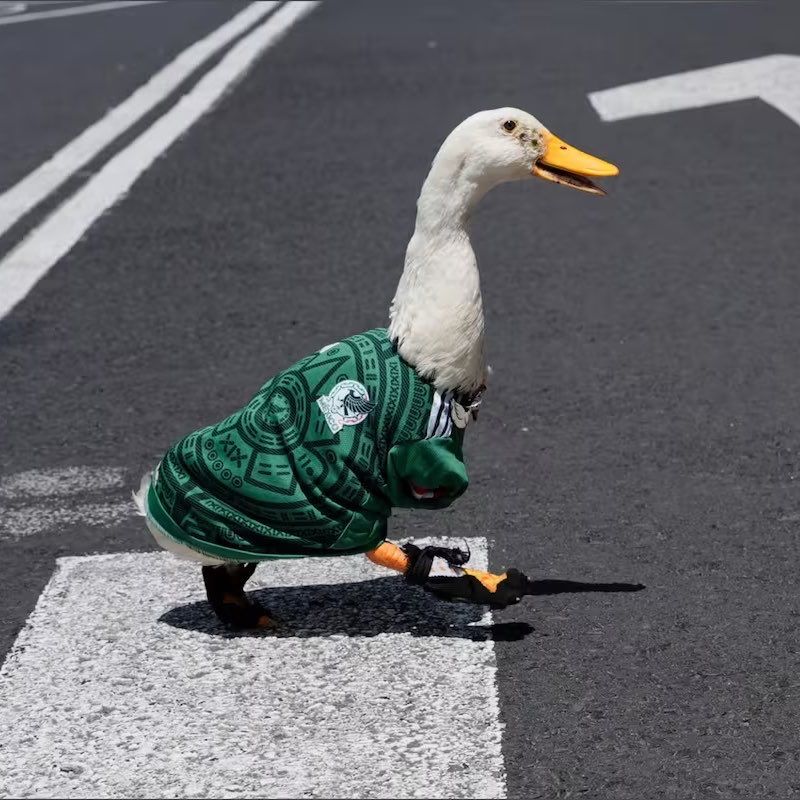 Merlín y la imposibilidad de hacerse pato 6 Hipatia: Merlín y la imposibilidad de hacerse pato